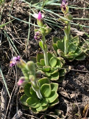 Craterostigma wilmsii