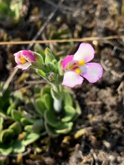 Craterostigma wilmsii