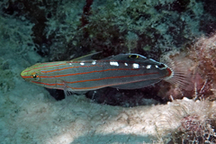 Koumansetta rainfordi