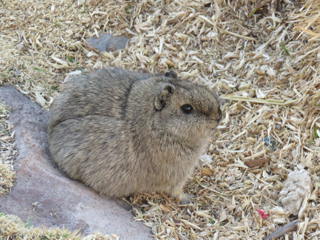 Montane Guinea Pig