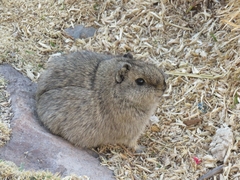 Cavia tschudii