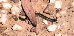 Scolopendra laeta