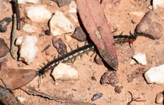 Scolopendra laeta