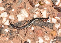 Scolopendra laeta