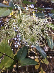 Clematis