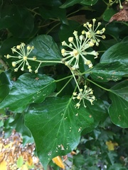 Hedera helix