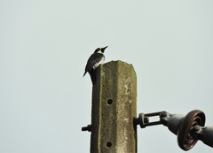 Melanerpes formicivorus