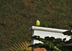 Pitangus sulphuratus
