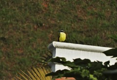 Pitangus sulphuratus