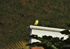 Pitangus sulphuratus