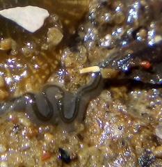 Nemertopsis bivittata