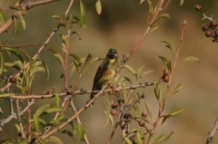 Emberiza cirlus