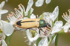 Castiarina fossoria