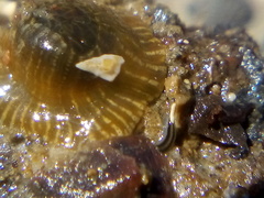 Nemertopsis bivittata