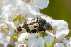 Castiarina interstitialis