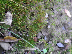 Aloina aloides