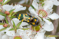 Castiarina flavopicta