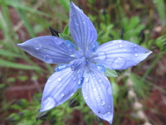 Lomatogonium carinthiacum