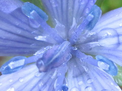 Lomatogonium carinthiacum