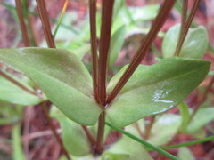 Lomatogonium carinthiacum