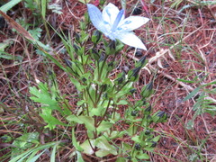 Lomatogonium carinthiacum