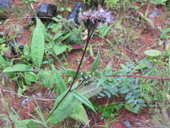 Saussurea stubendorffii