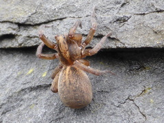 Trochosa terricola