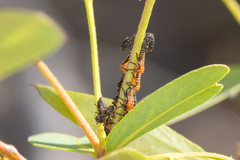 Eurymeloides bicincta