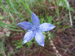 Lomatogonium carinthiacum