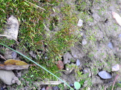 Aloina aloides