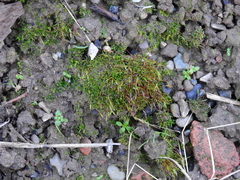 Aloina aloides