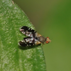 Spathulina acroleuca