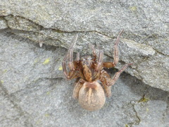 Trochosa terricola