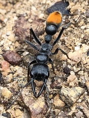Myrmecia mandibularis
