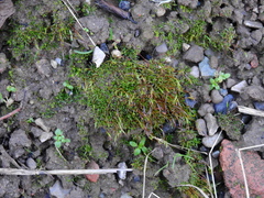 Aloina aloides