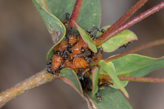 Eurymeloides bicincta