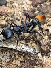Myrmecia mandibularis