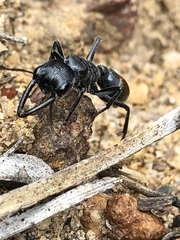 Myrmecia mandibularis