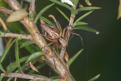 Oxyopes amoenus