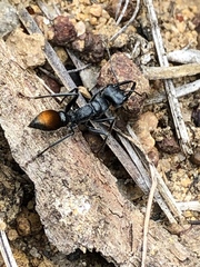 Myrmecia mandibularis