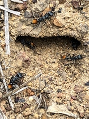 Myrmecia mandibularis