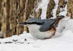 Sitta europaea