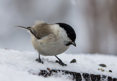Poecile palustris