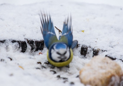 Cyanistes caeruleus