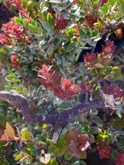 Vaccinium varingiifolium