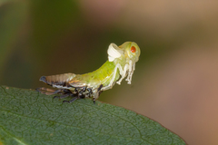Eurymeloides bicincta