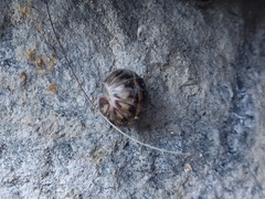 Glomeridae