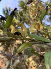 Polystachya transvaalensis