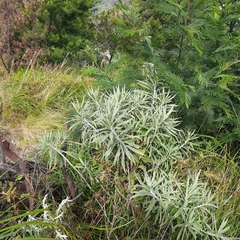 Anaphalis longifolia