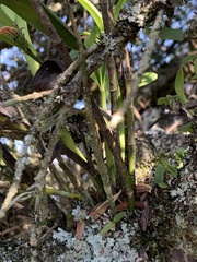 Polystachya transvaalensis